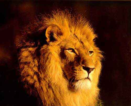 zoo_lion
